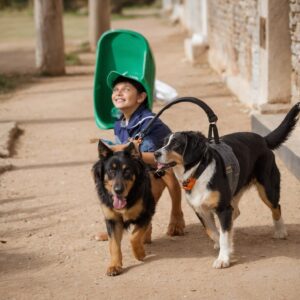 Estancia Felina y Canina Segura